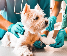 emergency vet