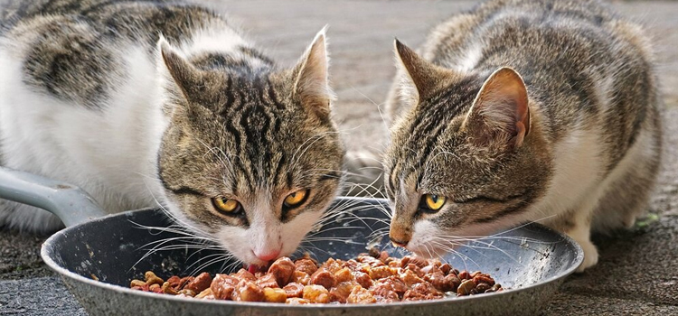 animal hospital nutritional guidance in 