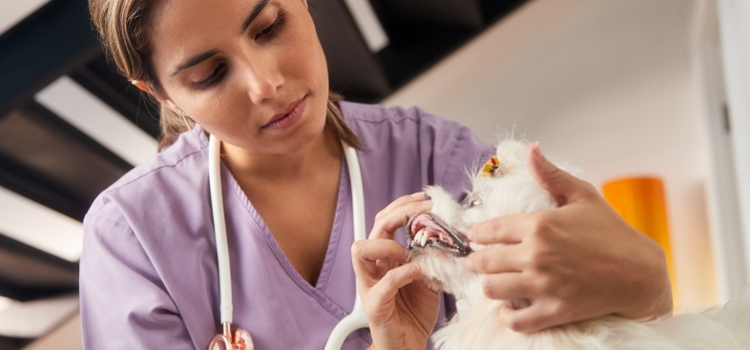 Anesthetic Dentistry in 