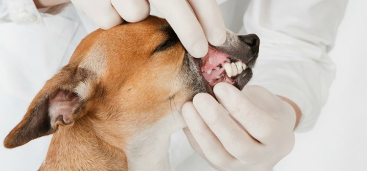 Anesthetic Dentistry in procedure in Millbrook