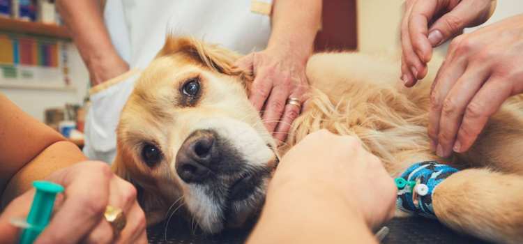 pet emergency infirmary