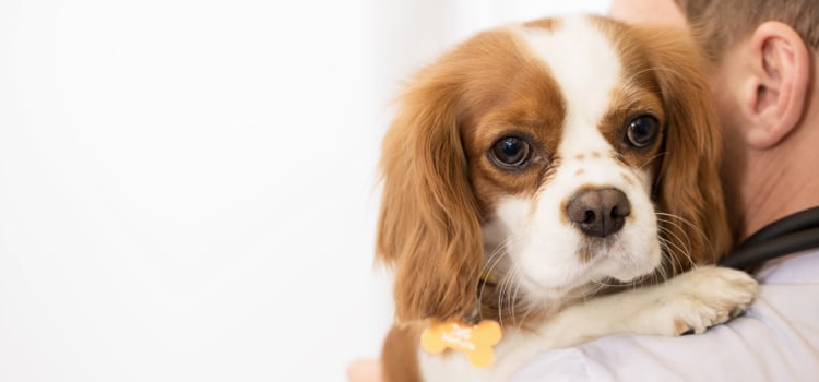 pet emergency surgery in Millbrook