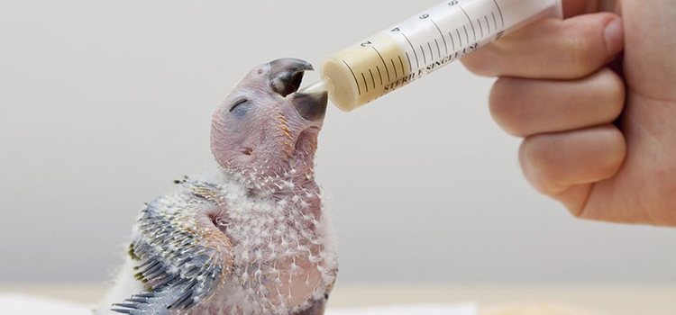bird regular veterinary clinic in Kennett clinic