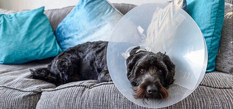 spay and neuter procedure in Normal