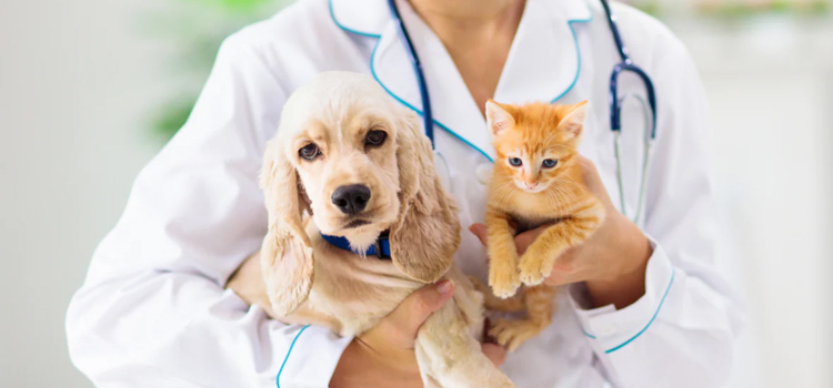 24/7 Vet Emergency Vet operation in Normal
