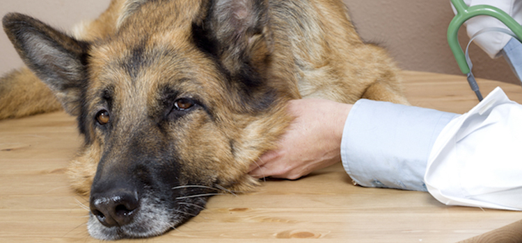 Dog Euthanasia Drugs