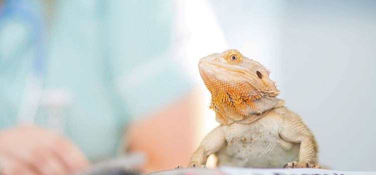 practiced vet care for reptiles