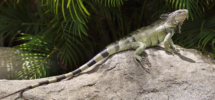  vet care for reptiles surgery in Normal